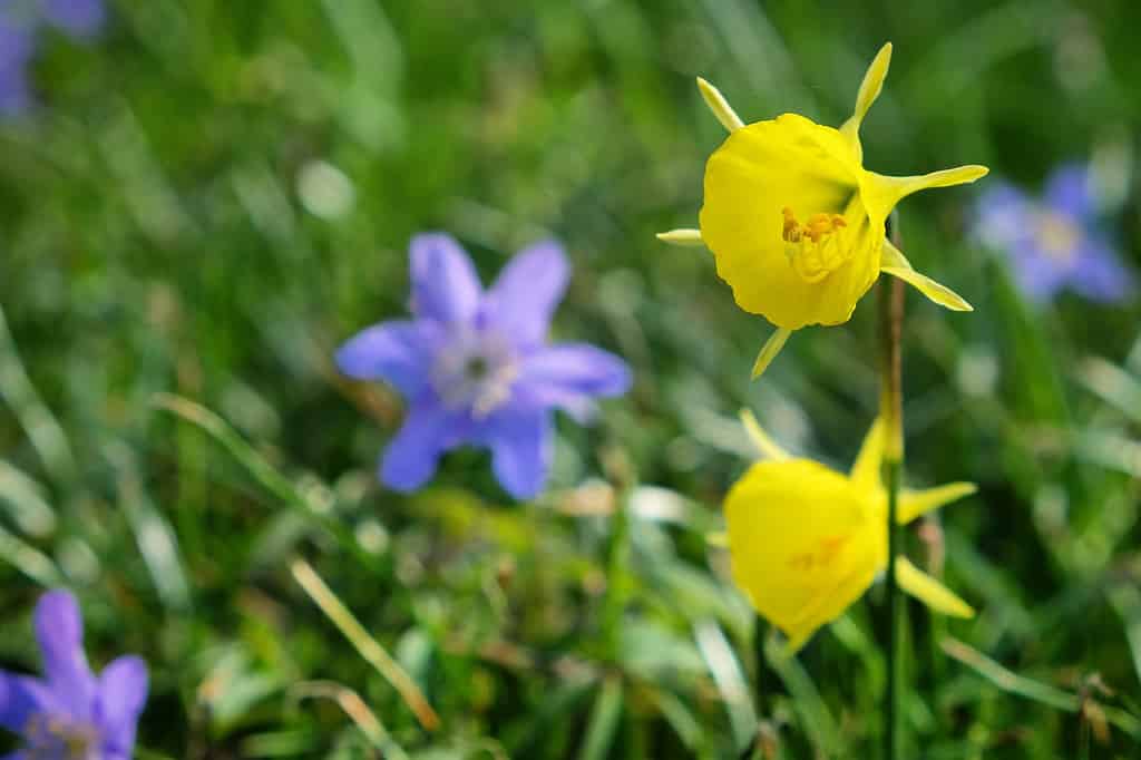 Narcisi Bulbocodium 'Golden Bells'