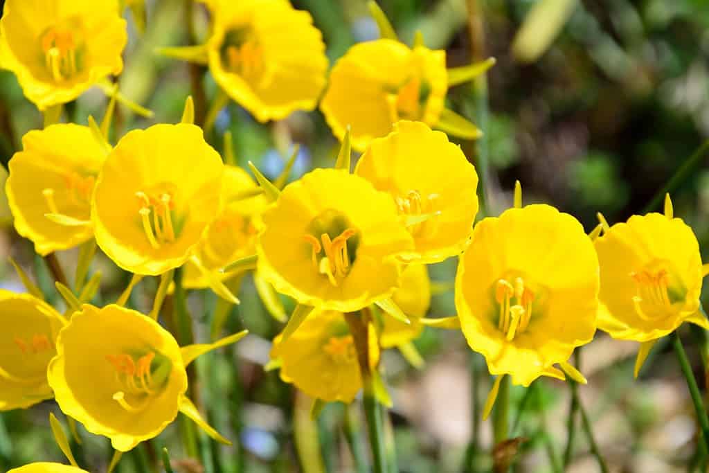 Narcisi Bulbocodium Gialli