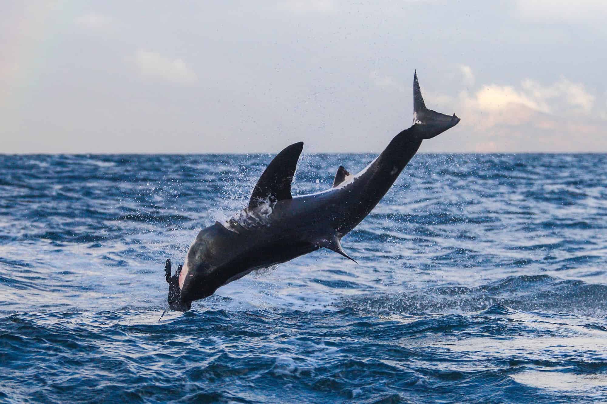 Africa, Animale, Comportamento animale, Fauna selvatica, Violazione degli animali