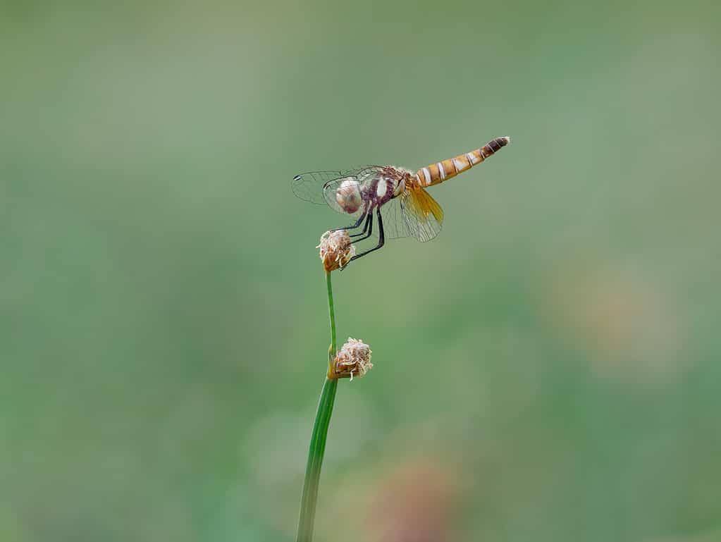libellula nana scarlatta