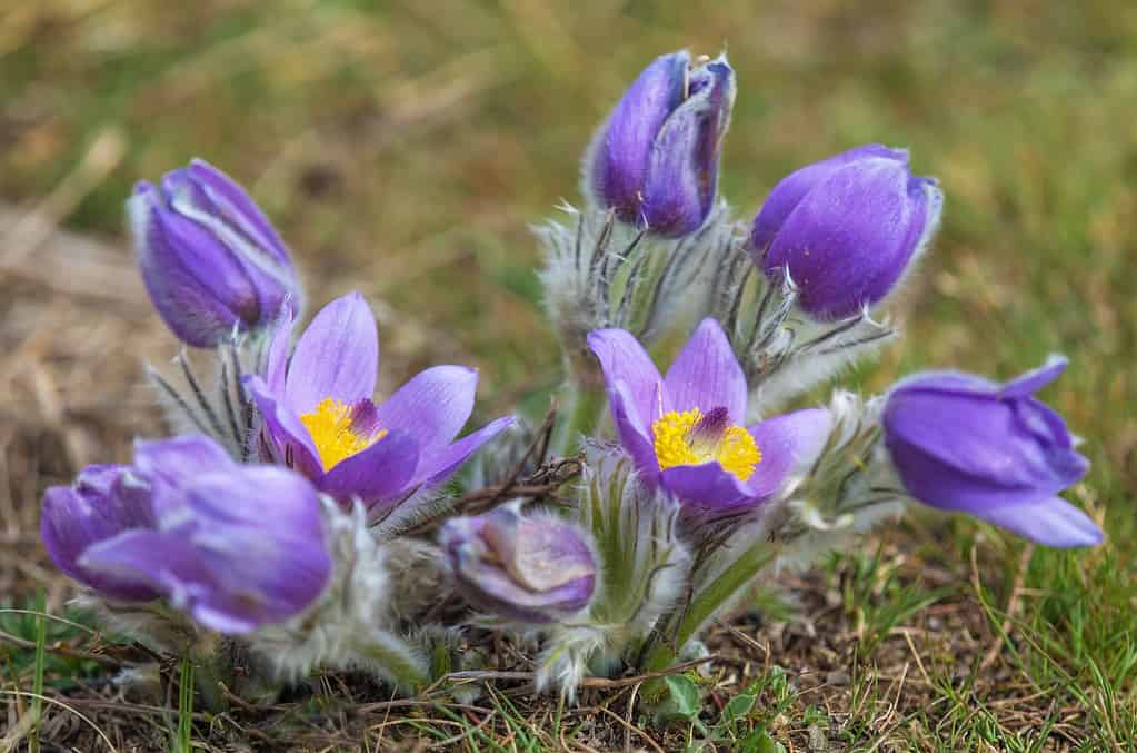 pasqueflower viola