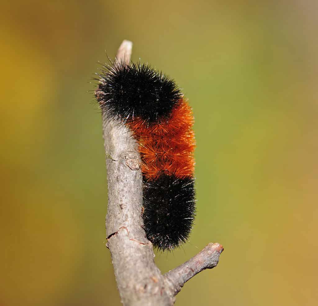 Macro di un bruco orso dolly su un bastone.  Il bruco è verticale.  È ricoperto di peli ispidi che sono neri sui terzi superiore e inferiore e arancione ruggine nel terzo centrale.  Su uno sfondo verde oliva marmorizzato, presumibilmente la natura è messa a fuoco.
