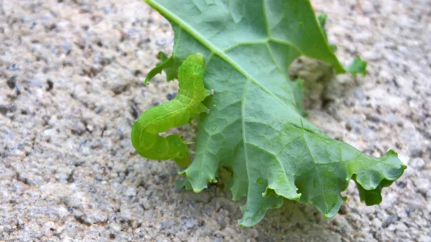 Uncino di cavolo su foglia di cavolo