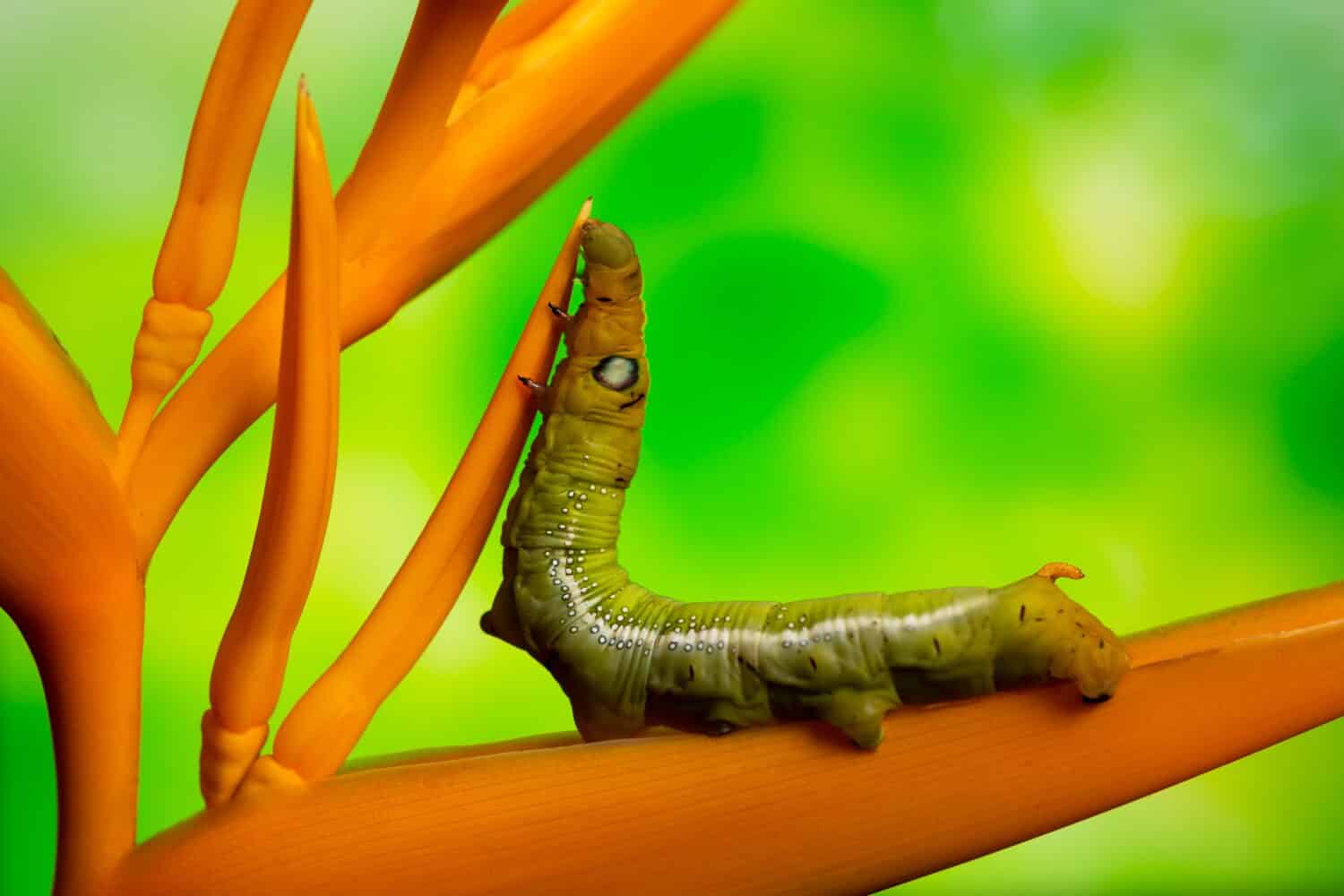 Bianco-rivestito Sphinx Moth caterpillar (Hyles lineata) klimbe su heliconia giallo su sfondo verde