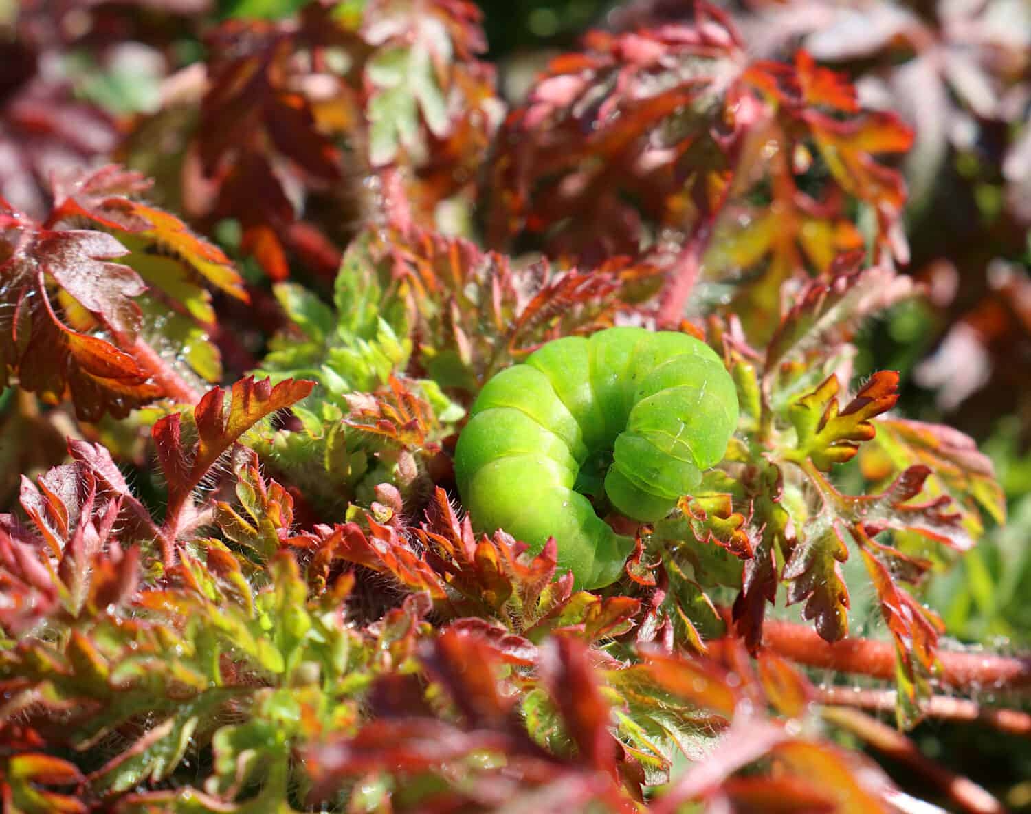 Il bruco di Angle Shades Moth.  Nome scientifico Phlogophora meticulosa.  Il bruco è arricciato sulla difensiva su un fogliame verde rosso.