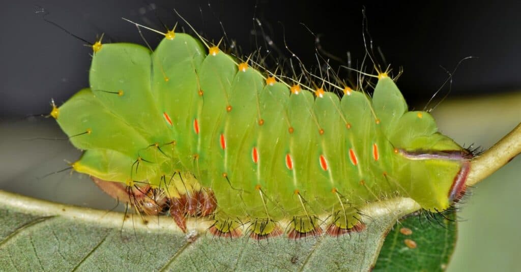Un giovane Caterpillar di Polifemo (Antheraea polyphemus) sul retro di una foglia di quercia.  Questo è in una fase iniziale e deve crescere molto prima di diventare una bellissima falena.