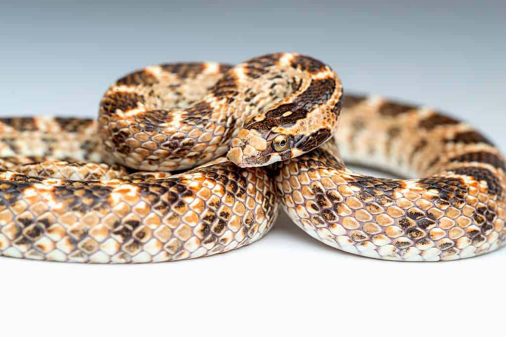 Serpente dal naso a foglia maculato