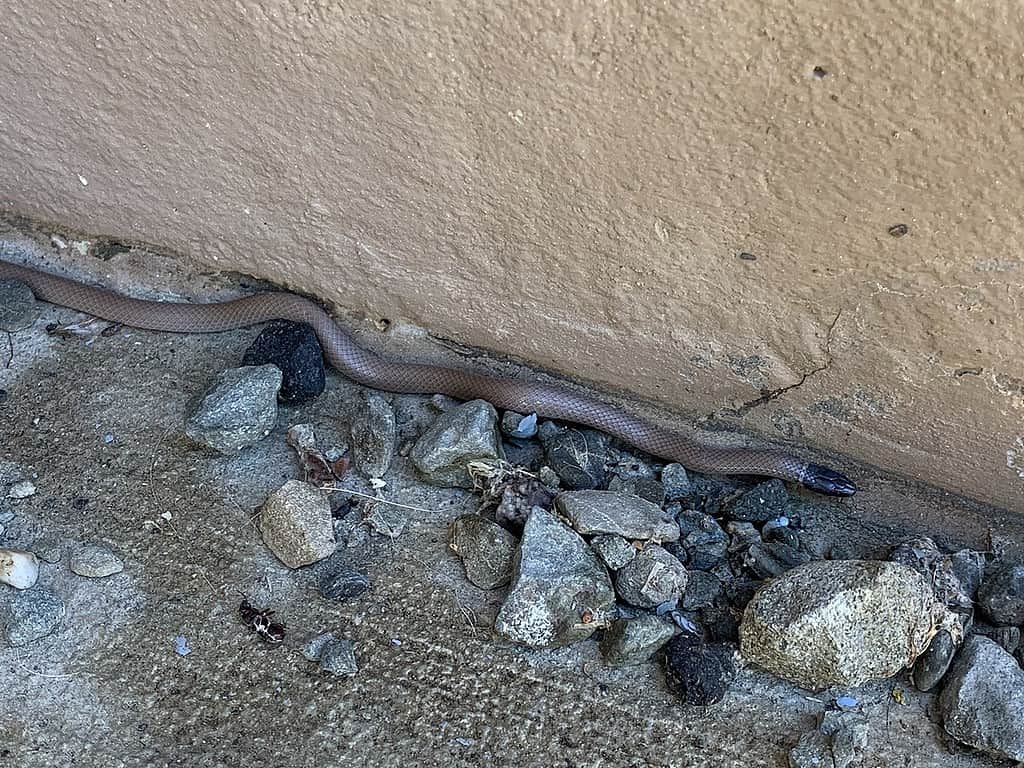 Il serpente dalla testa nera occidentale (Tantilla planiceps), noto anche come il serpente dalla testa nera della California
