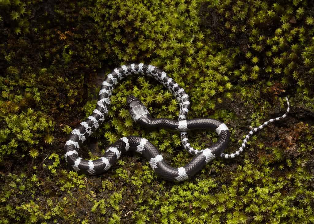 Il serpente lupo di Butler