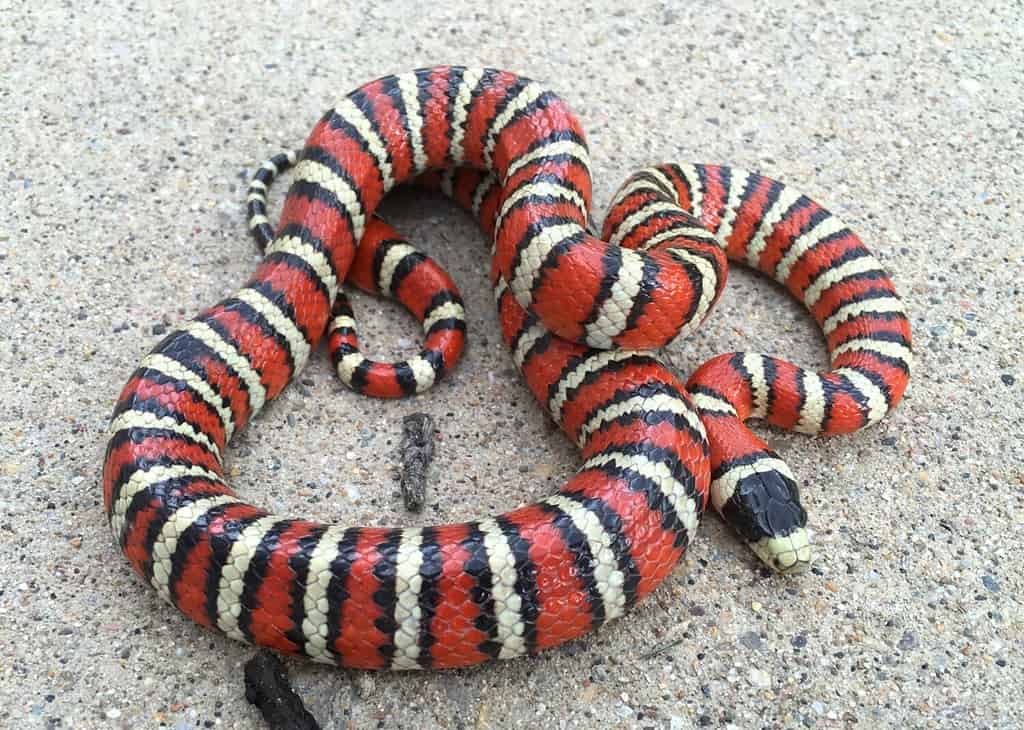 Kingsnake di Sonoran Mountain dai colori vivaci, Lampropeltis pyromelana, un imitatore di Coral Snake, avvolto nel suo habitat