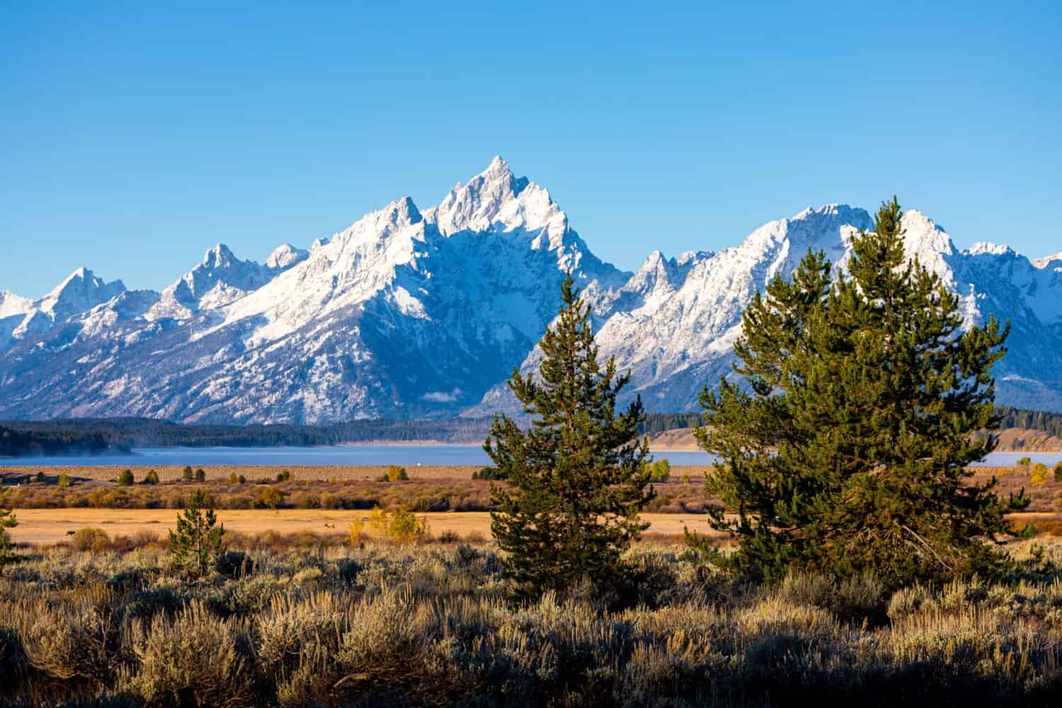 Alberi e cespugli nella zona di Willow Flats con sfondo di Grand Teton e Monte Moran in giornata di sole.