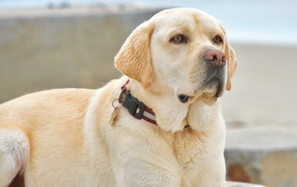 Giallo inglese Labrador Retriever