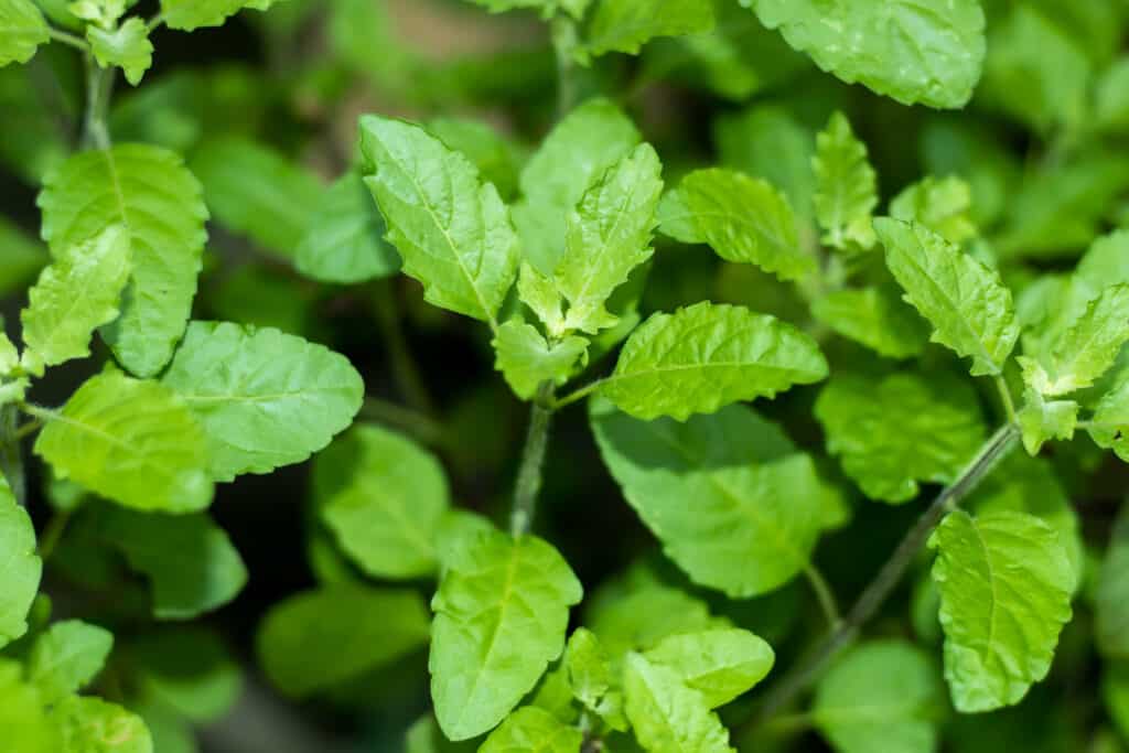 Un primo piano delle foglie verdi di un basilico santo o di una pianta di tulsi, full frame