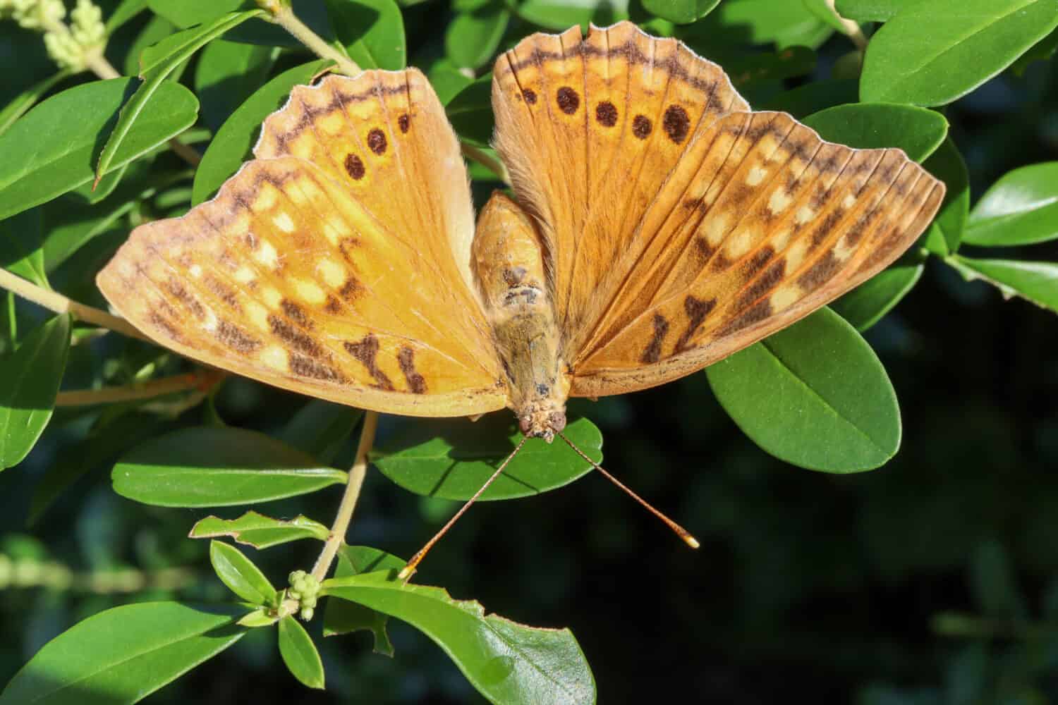 Farfalla imperatore Hackberry (Asterocampa celtis) appoggiata su un lussureggiante cespuglio verde. 