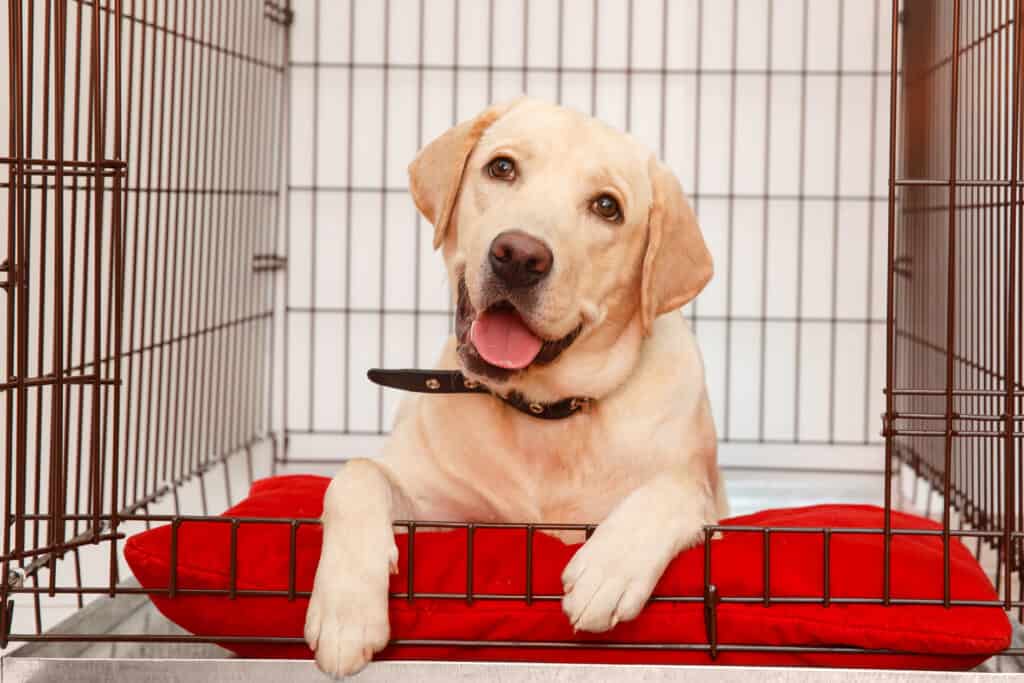 I migliori prodotti per cani nel primo giorno