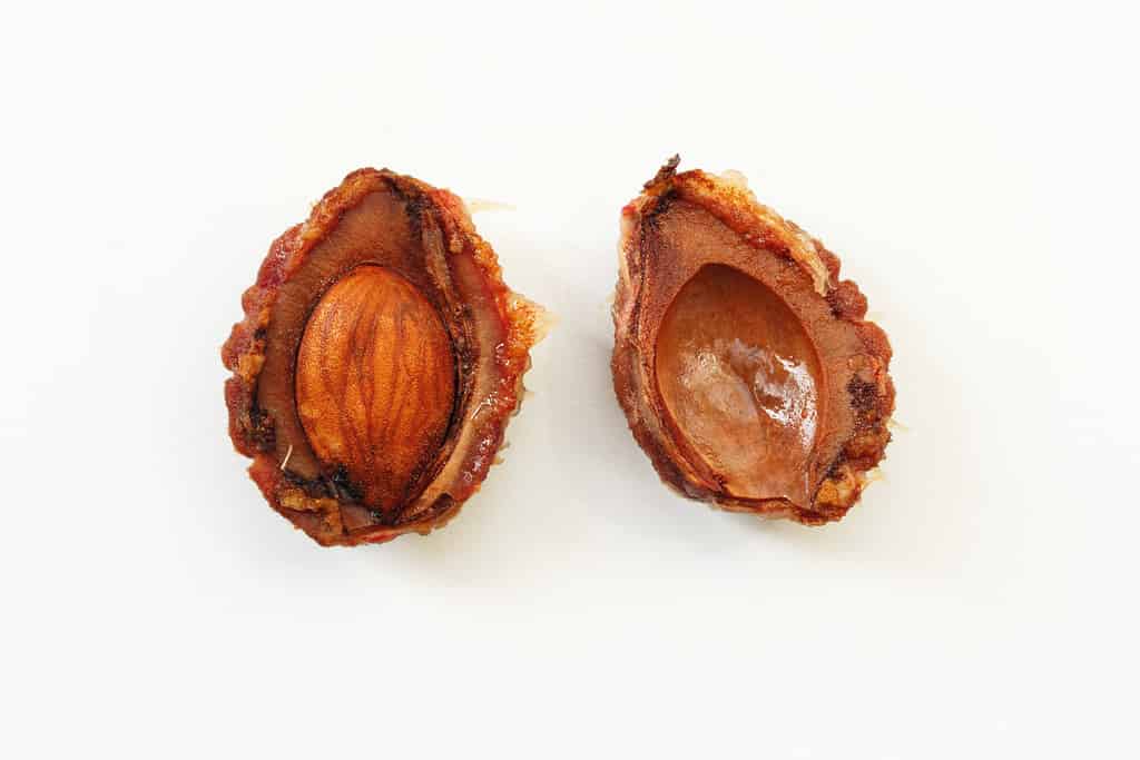 Seme di pesca spezzato con un nocciolo