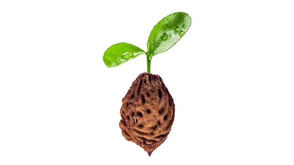 Il germoglio fresco verde cresce del primo piano della fossa della pesca, isolato su fondo bianco. Nocciolo di pesca.