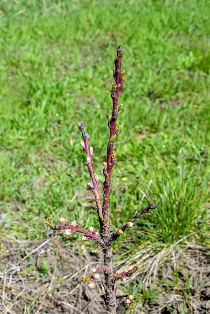 Il piccolo albero colonnare della pesca sta germogliando. Primavera, preparazione alla fioritura. Vista dall'alto su sfondo sfocato di erba verde e terra. Messa a fuoco selettiva.