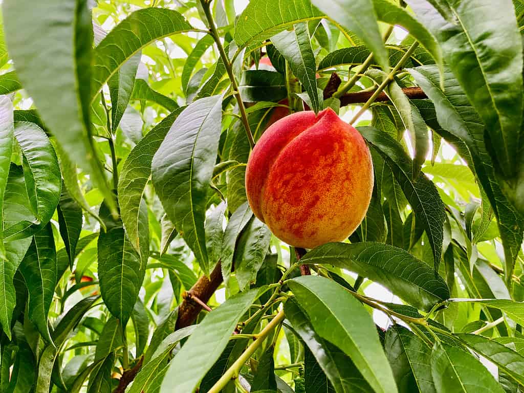 Pesca matura rosso-giallo intenso dalla forma tipica, che cresce in una chioma densamente decidua di un albero da frutto con belle foglie verdi e rami raramente visibili.