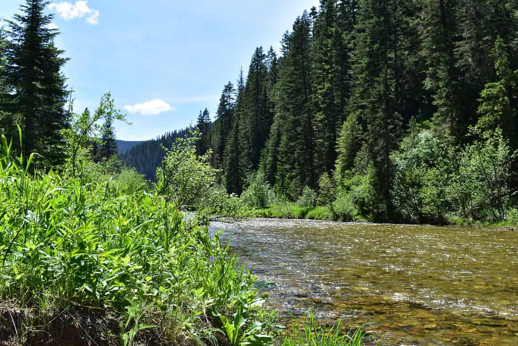 Fiume Coeur d'Alene