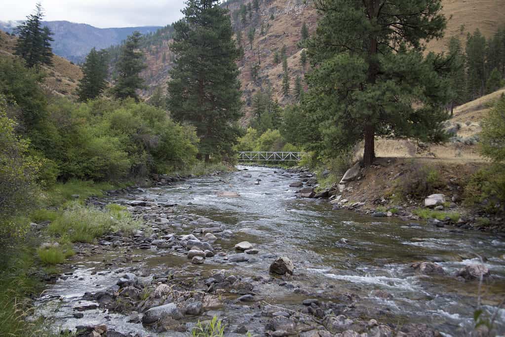 Fiume dei salmoni, foresta nazionale di Salmon-Challis