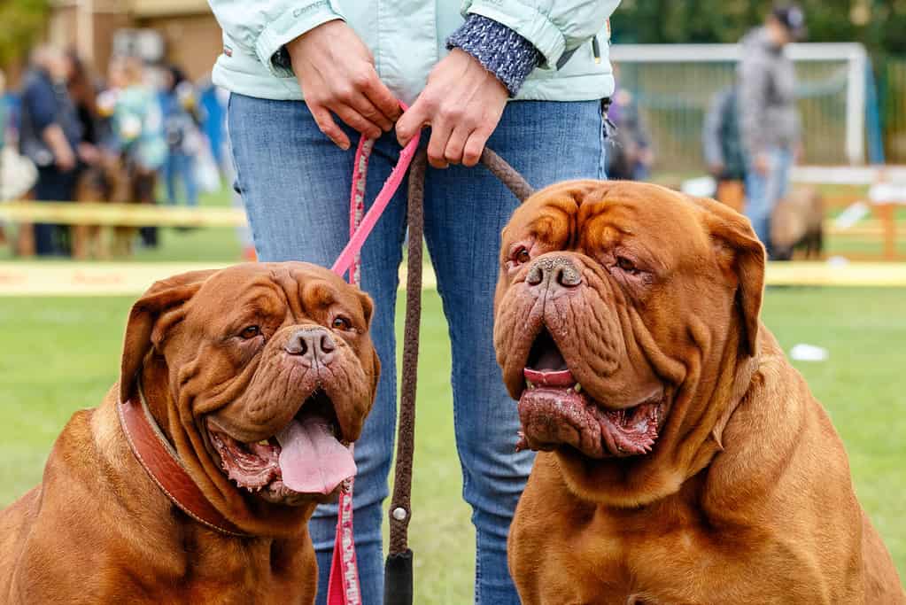Una bella coppia di Dogue de Bordeaux con museruole serie durante una passeggiata.