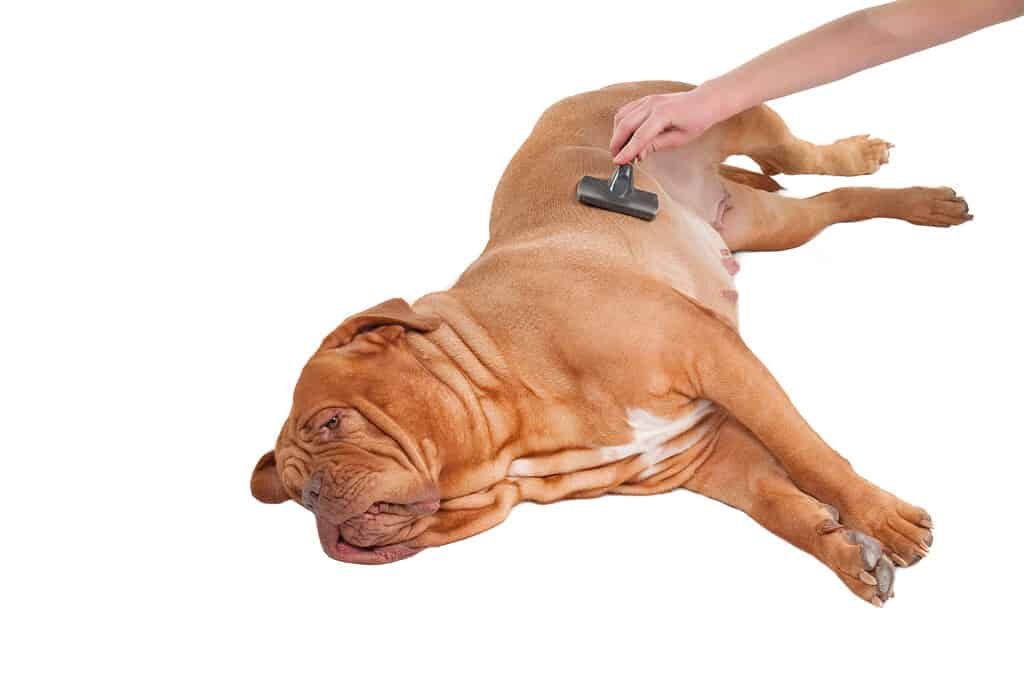 Cane di razza Dogue de Bordeaux che si diverte a pettinare al toelettatore isolato su bianco