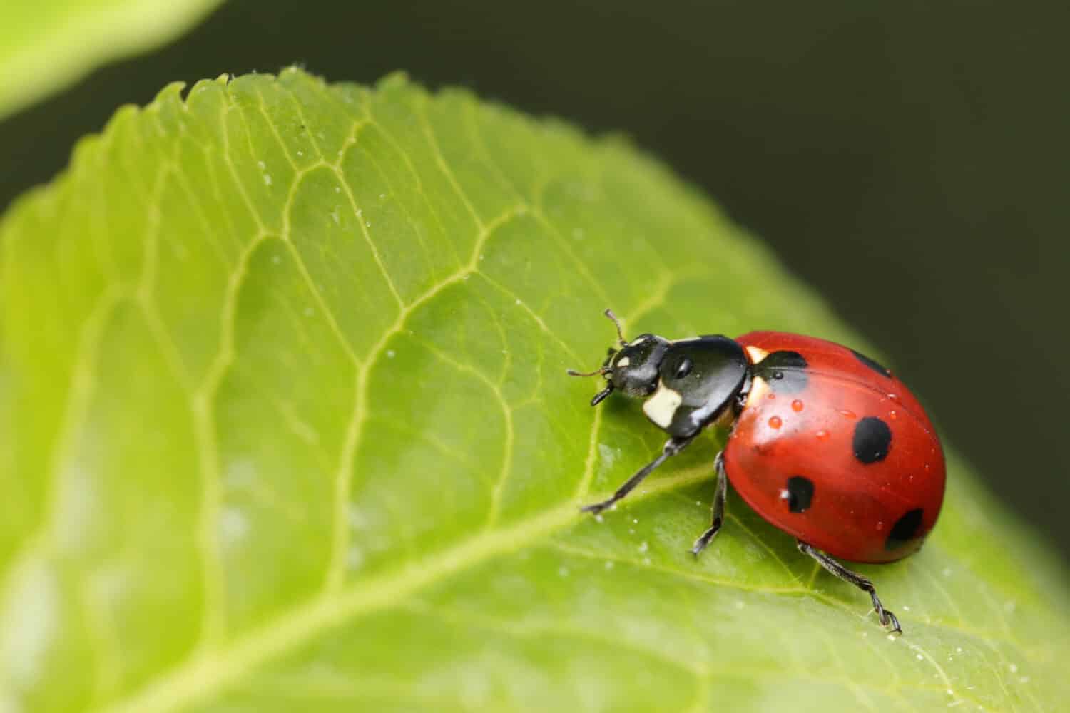 coccinella a sette punti sulla foglia in natura