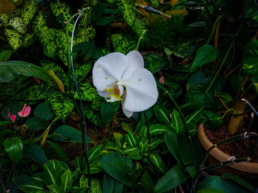   orchidea lunare