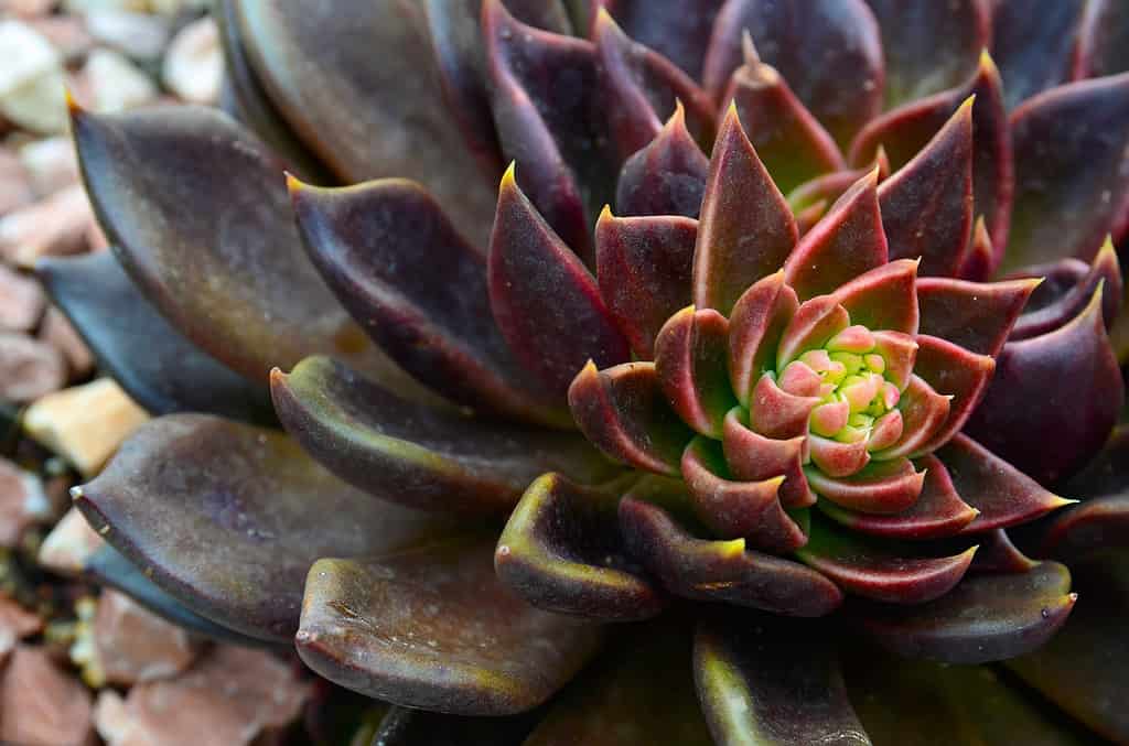 Echeveria Black Prince succulenta
