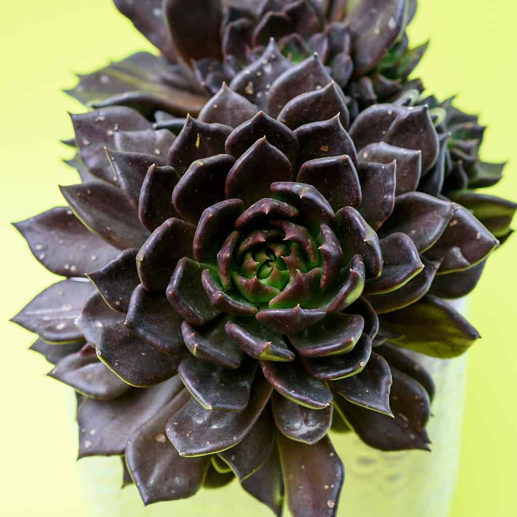 il principe nero echeveria succulenta