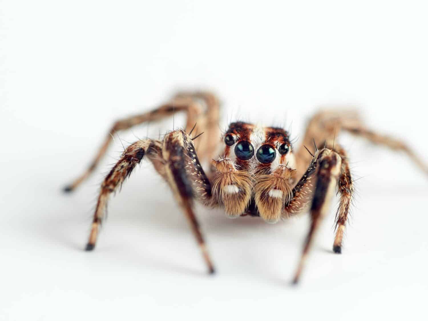 Ragno saltatore pantropicale.  Plexippus paykulli   