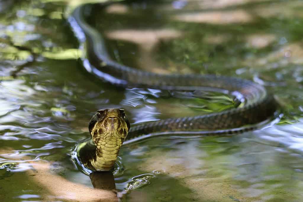 Mocassino d'acqua, cottonmouth, Agkistrodon piscivorus