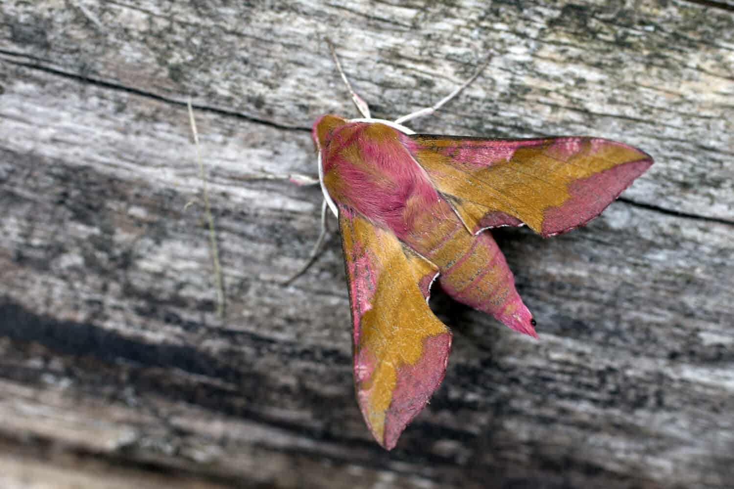 Piccolo elefante Hawk-moth (Deilephila porcellus), Santon Downham, Suffolk, Regno Unito.