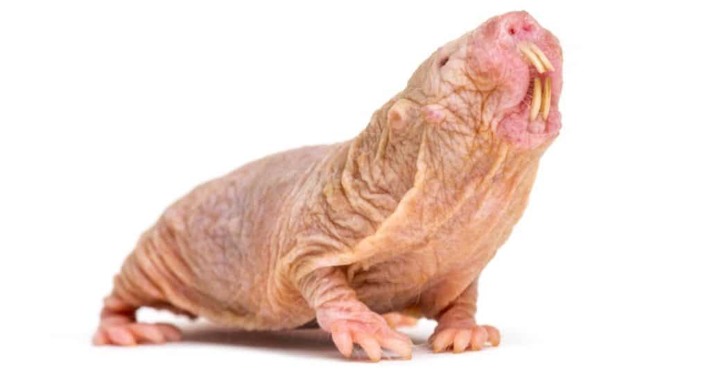 Ratto talpa nudo, ratto glabro, isolato su sfondo bianco
