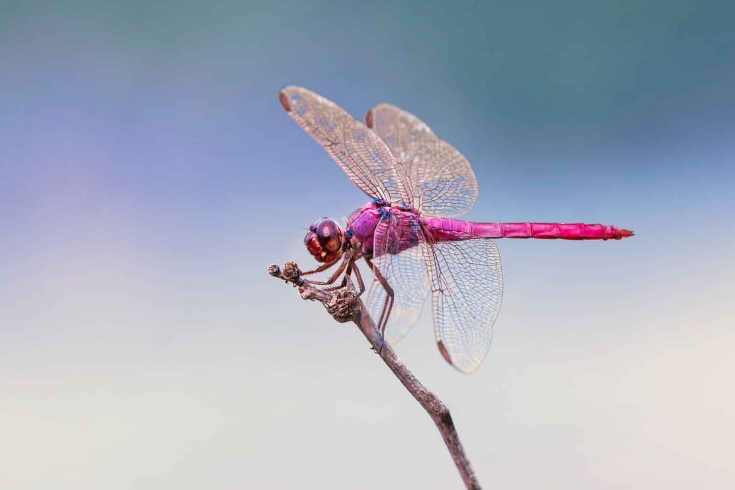 Schiumatoio rosato, Rio Grande Valley, Texas
