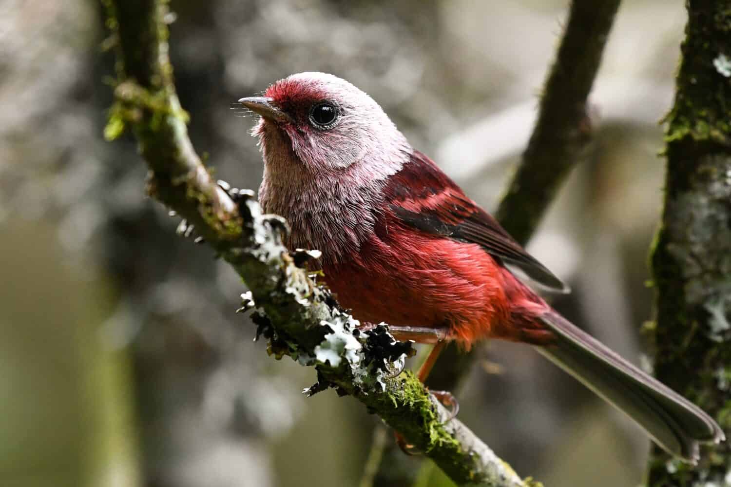 Trillo con testa rosa in piedi su un ramo in Astillero Municipal de San Marcos, San Marcos, Guatemala.