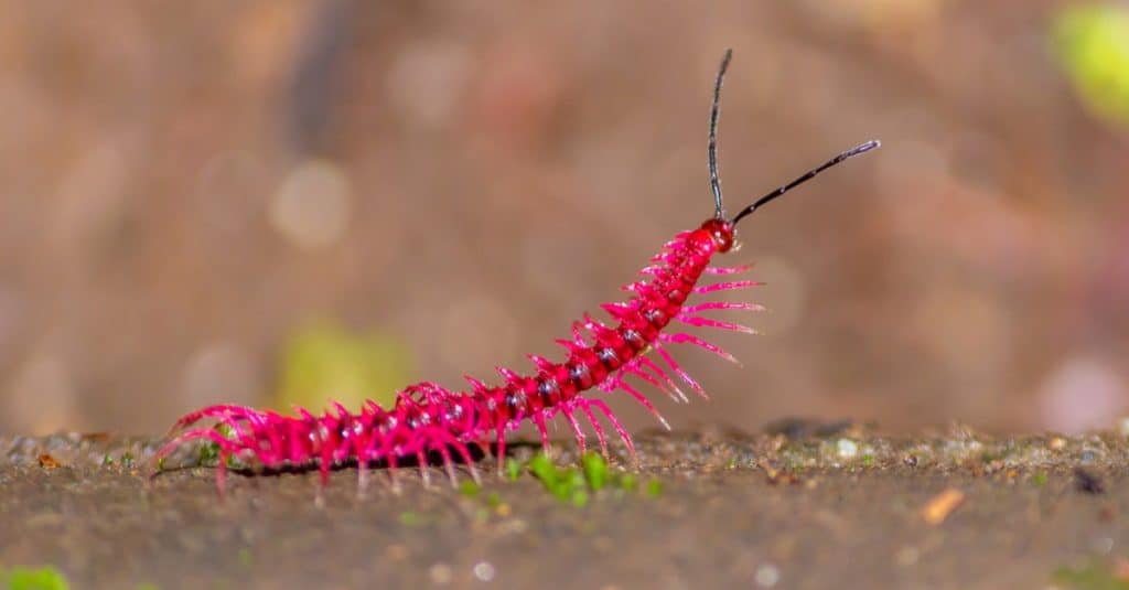 Desmoxytes purpurosea millepiedi rosa shocking.