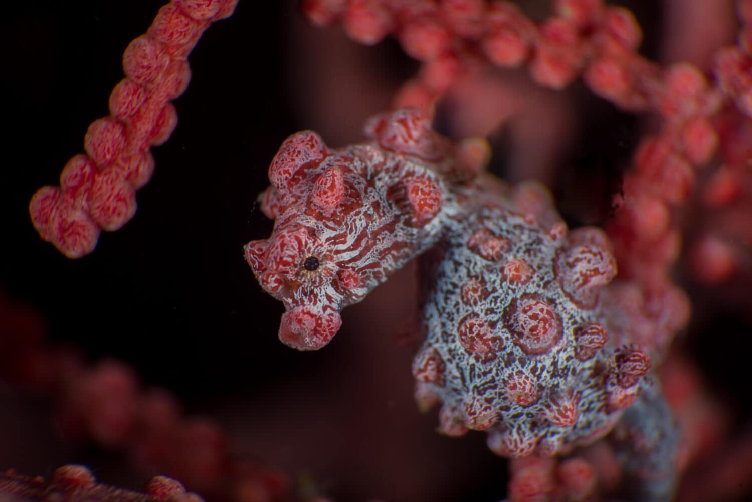 Hippocampus bargibanti, noto anche come cavalluccio marino di Bargibant o cavalluccio marino pigmeo, è un cavalluccio marino della famiglia Syngnathidae che si trova nell'area centrale dell'Indo-Pacifico. 