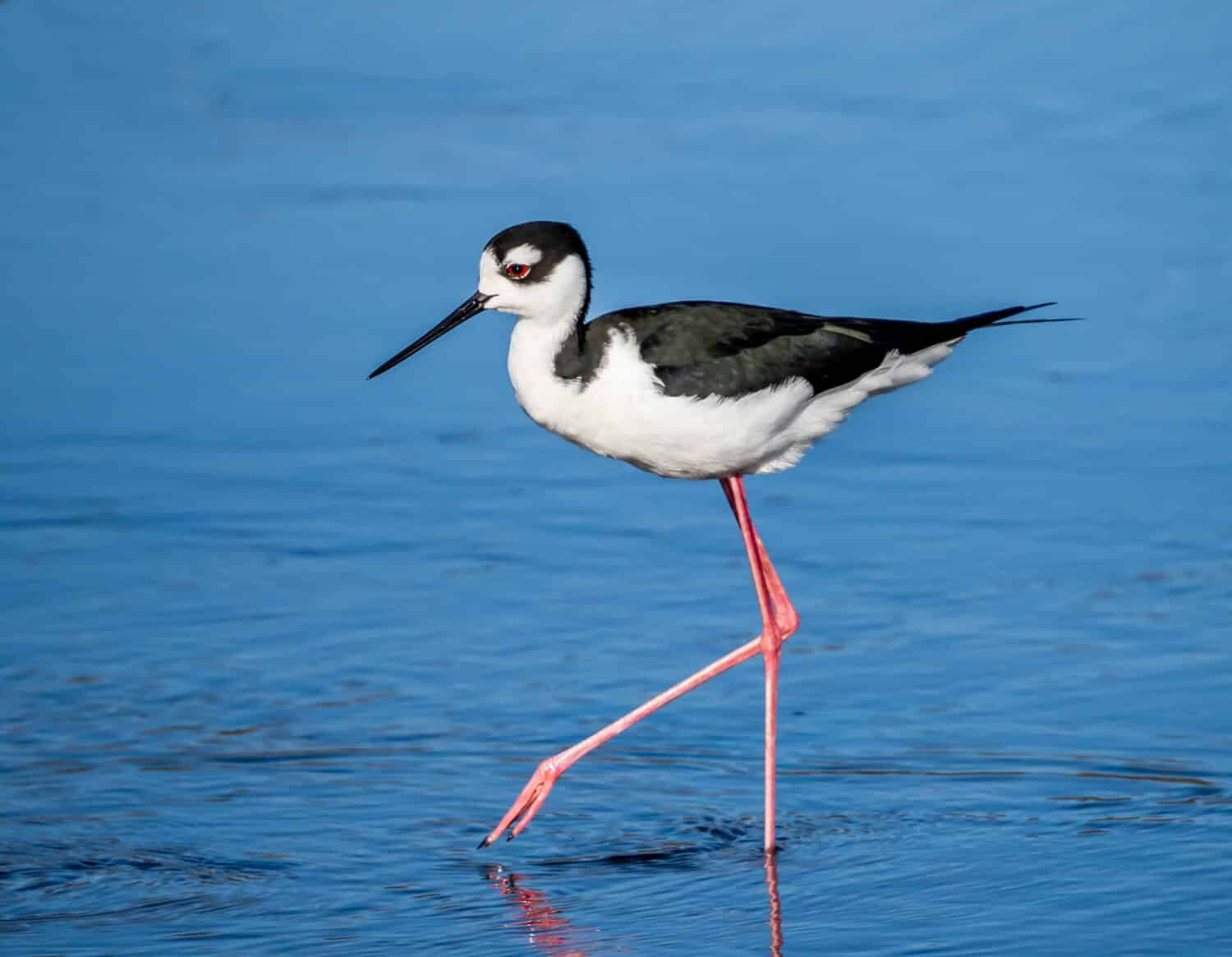 Trampoli dal collo nero che camminano nel fiume Myakka nel Myakka River State Park a Sarasota Florida USA