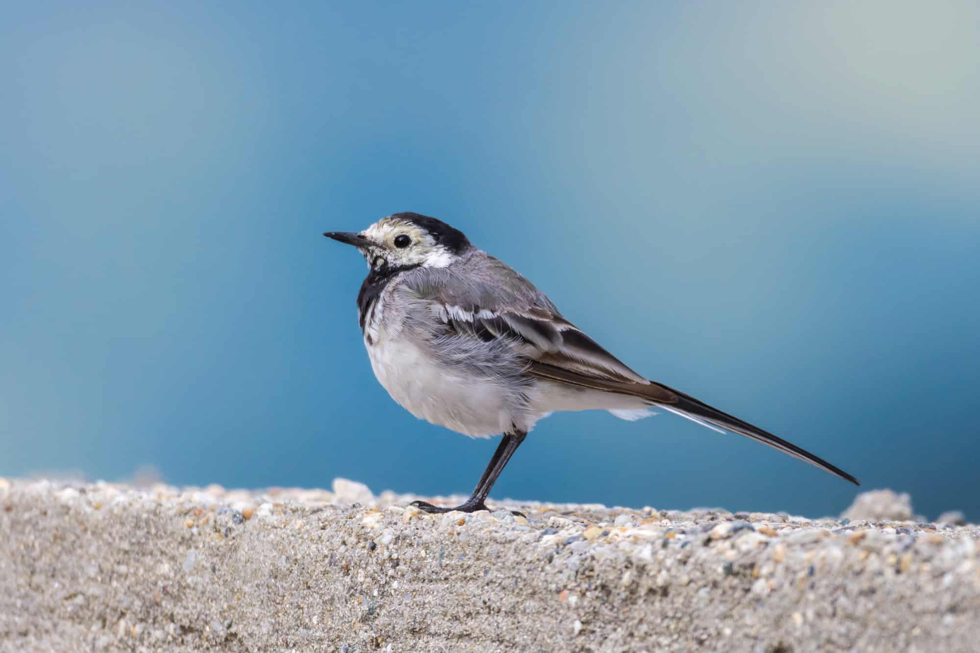 Alba - Italia, Animale, Fauna selvatica, Animali selvatici, Uccello