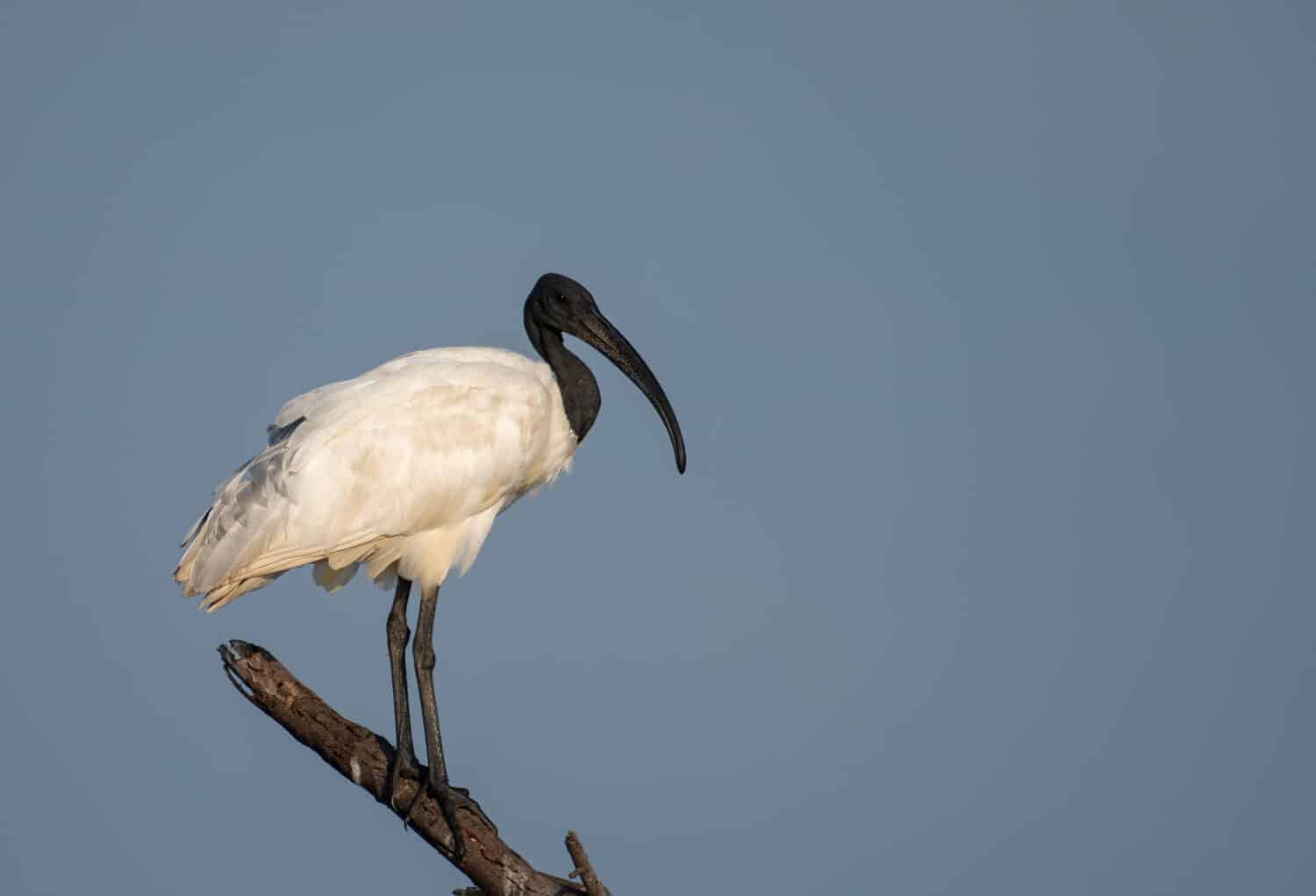 Ibis dalla testa nera seduto su un tronco d'albero morto a Bhigwan, Maharashtra, India