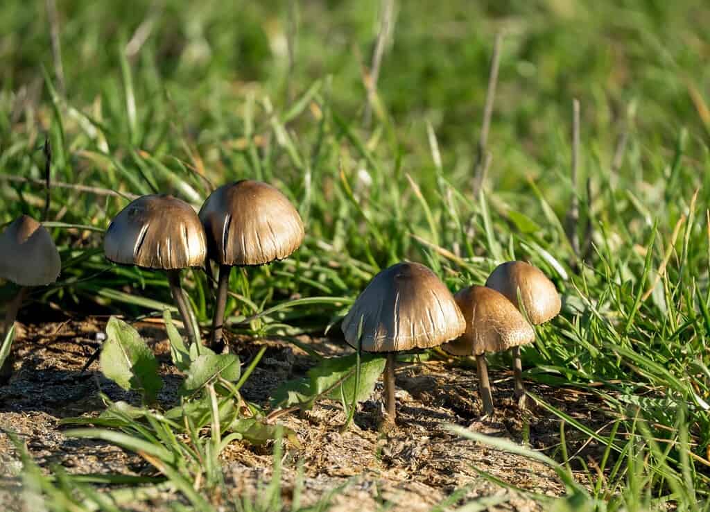 Close-up di una sottoveste Mottlegill truppa di funghi (Panaeolus papilionaceus)