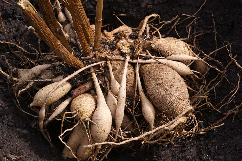 Tuberi Dahlia sul terreno prima di piantare