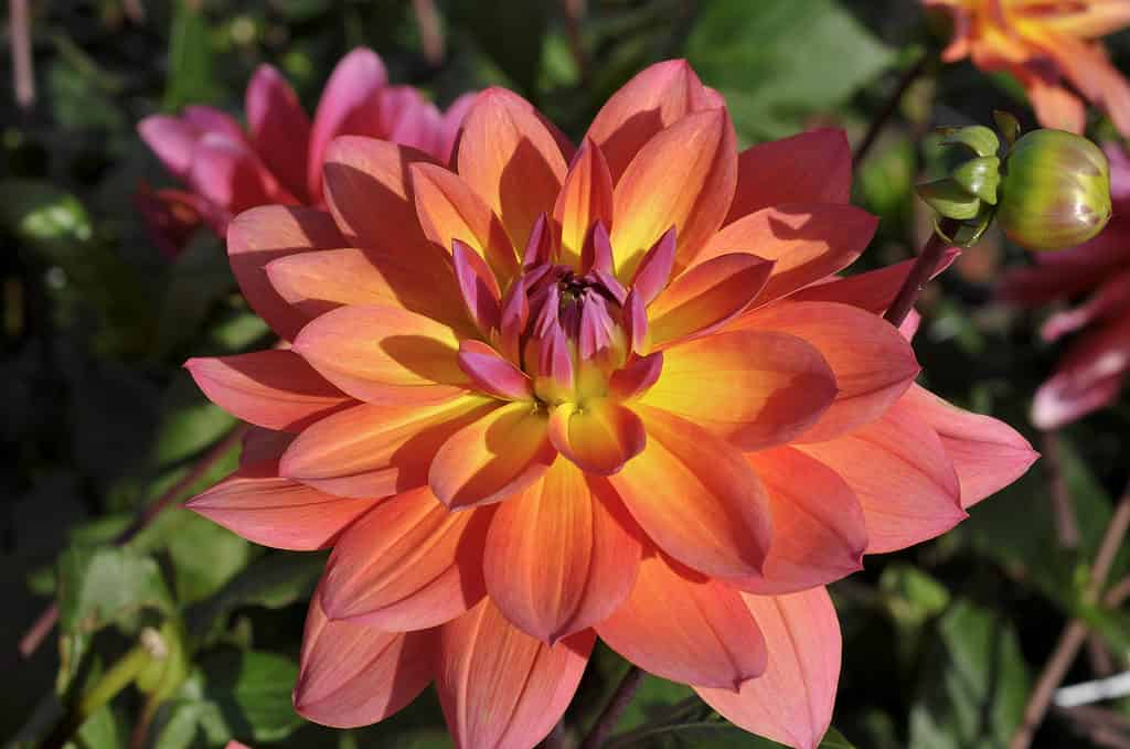 Dalia 'Firepot'
