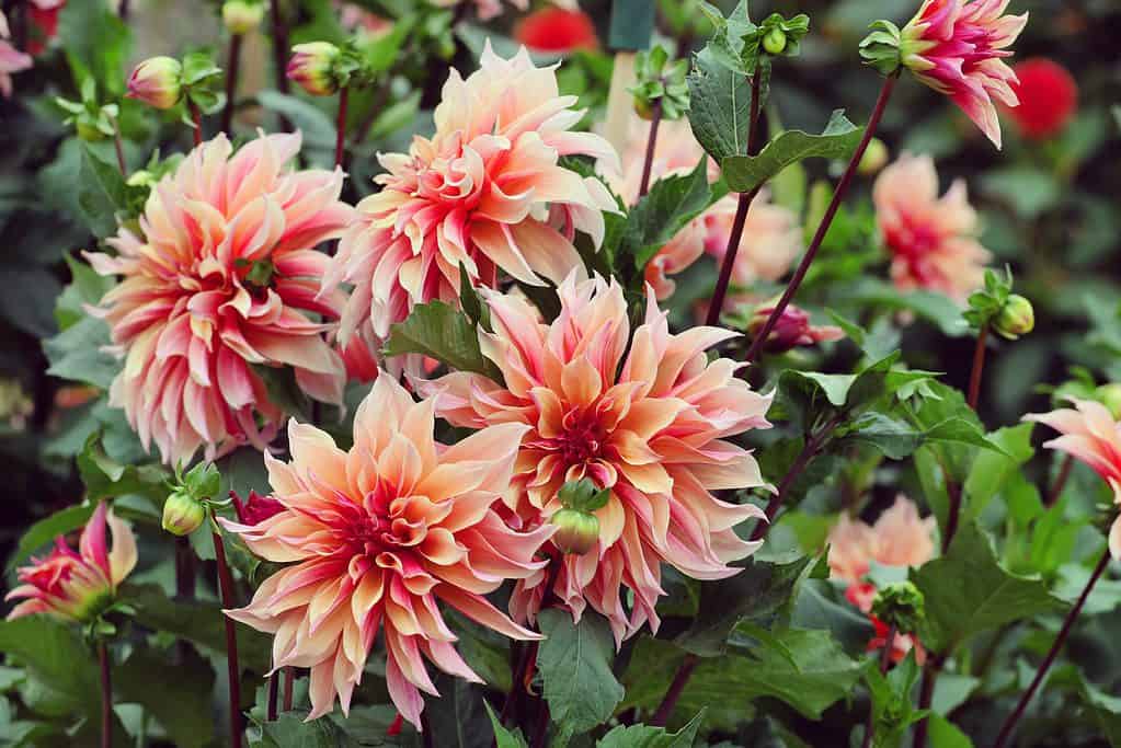 Dahlia 'abyrinth' in fiore