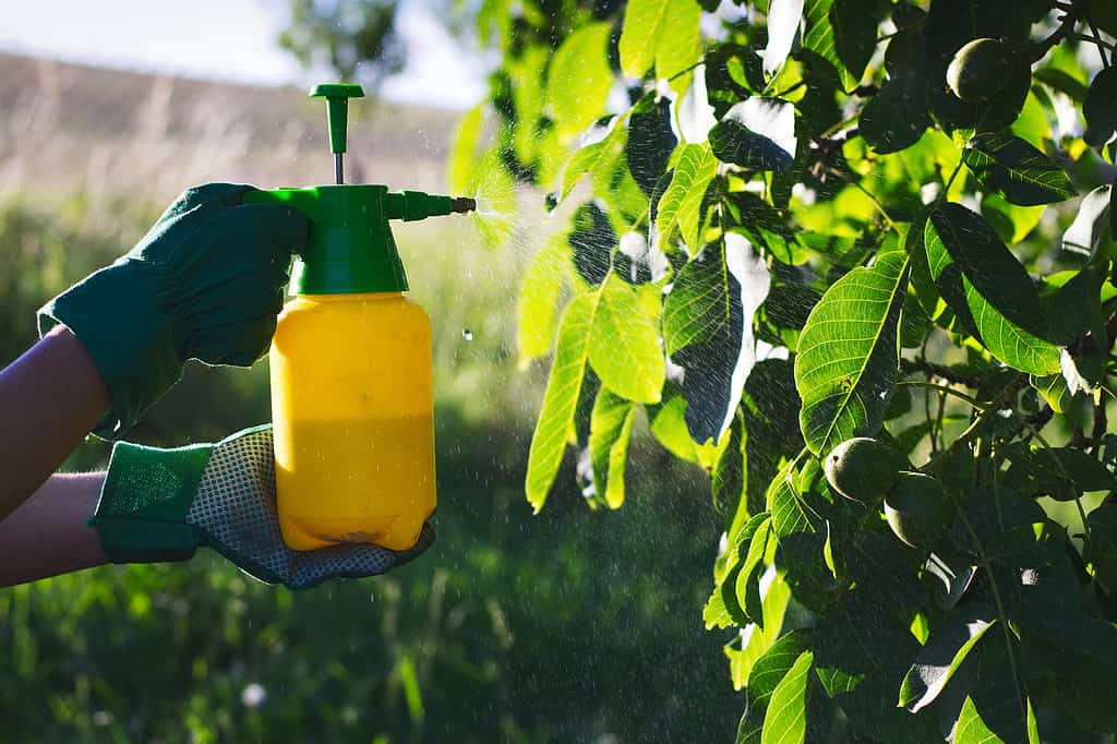 L'aglio può nascondere l'odore della frutta matura agli uccelli