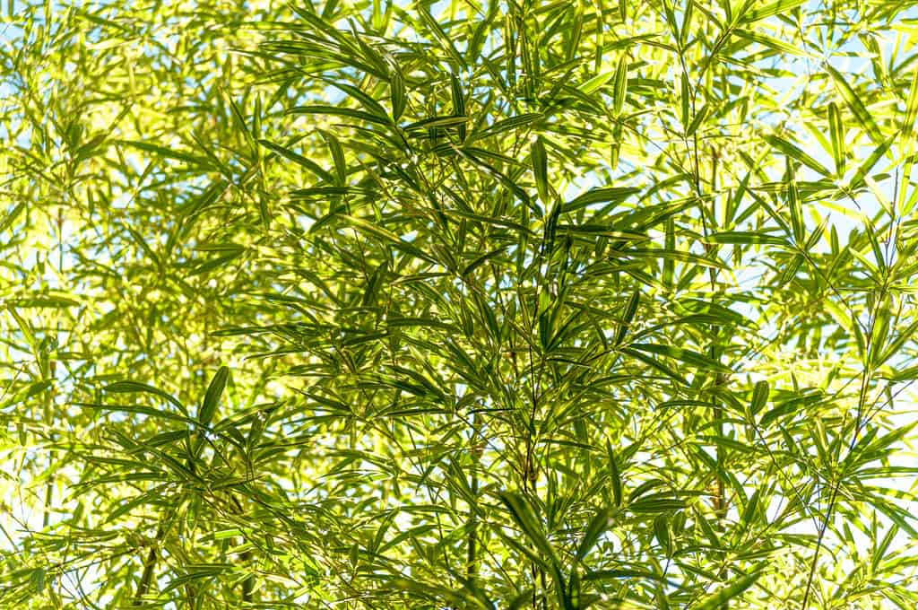 Pleioblastus viridistriatus - nome comune: nana verde