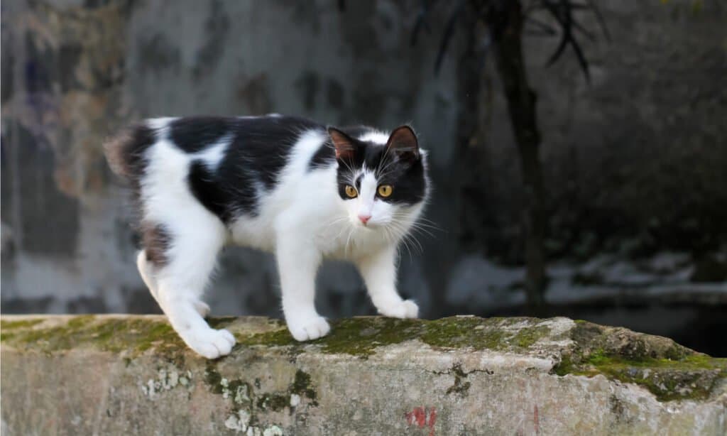 Gatto Manx in bianco e nero
