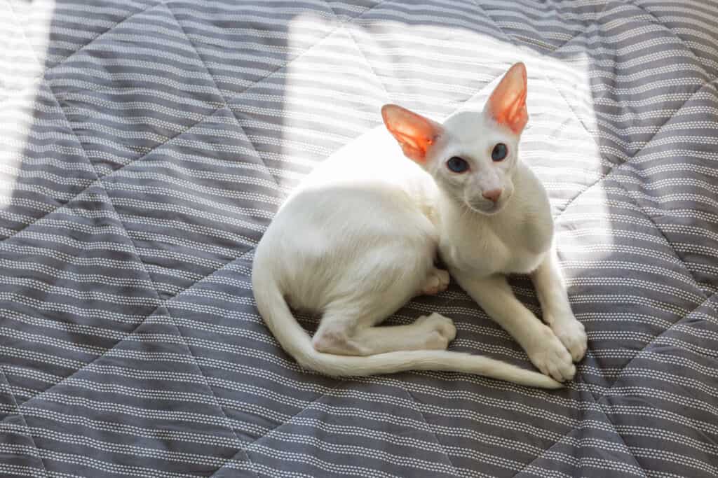 Gatto bianco orientale a pelo corto che dorme al sole